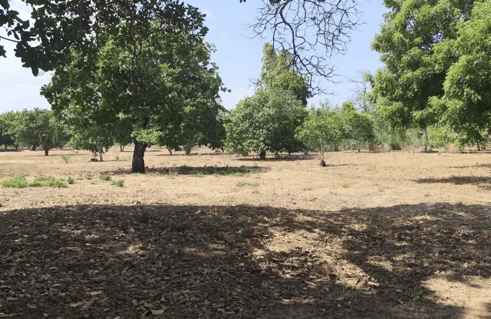 TaliaProperties Premium Land Listings